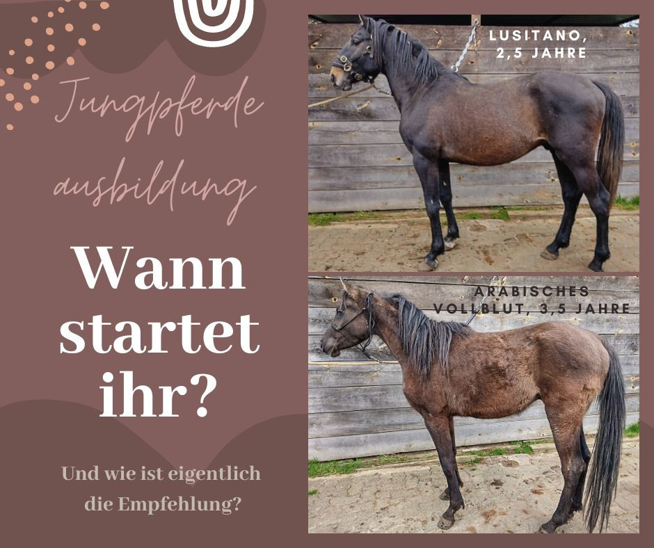 Jungpferdeausbildung.jpg