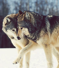 wolf love.jpg