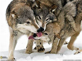 wolves loving.jpg