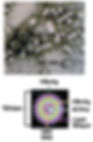 Hepatology. Author manuscript; available in PMC 2010 Jan 20. Published in final edited form as: Hepatology. 2009 May; 49(5 Suppl): S13–S21. doi: 10.1002/hep.22881