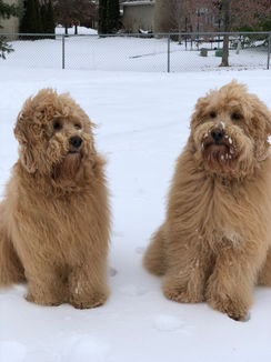Two Lovable Golde Doodles Dogs in the snow
