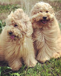 Two happy GoldenDoodles