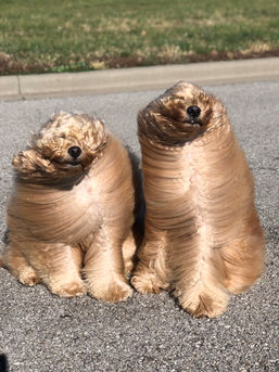 Two GoldenDoodles in the Wind