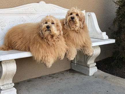 Two adorable Dogs Doodles sitting on a bench
