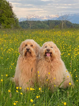 GoldenDoodles on the Flower Meadow