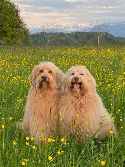 Two beautiful Dogs Golden Doodles in a Flower Meadow