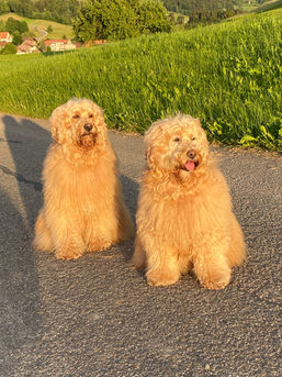 2 GoldenDoodles in the Sun