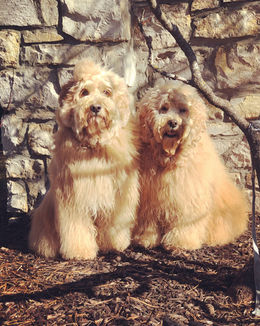 Two beautiful Dogs Golden Doodles in front of a wall