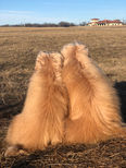 Two Golden Doodles from behind