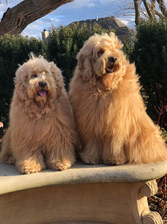 Two Dogs sitting on a wall