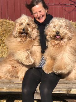 Dogs Golden Doodles sitting on their owner