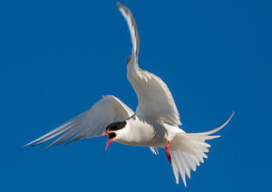 Kríuvarp: The nesting grounds of the Arctic Tern