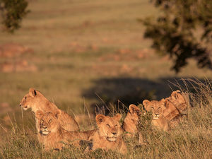 Capturing the Wild: Kenya Photo Safari with Kelly Fajack