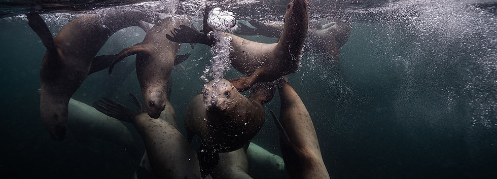 freediving-sea-lions.jpg