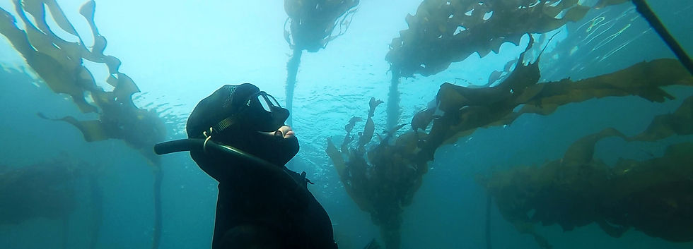 freediving-bc.jpg