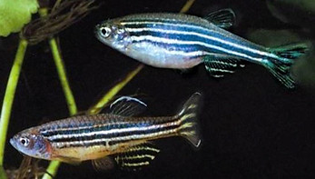 Zebrafish3_edited.jpg