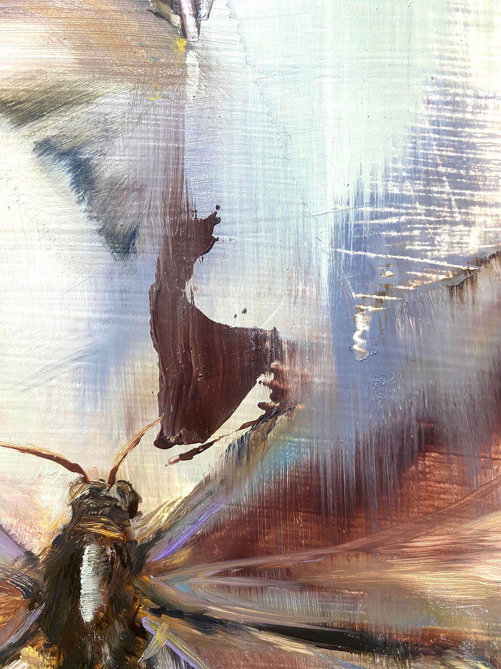 Thumbnail: LEPIDOPTERA I