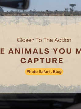 A Day on a Masai Mara Photography Tour at Mara Siligi Camp
