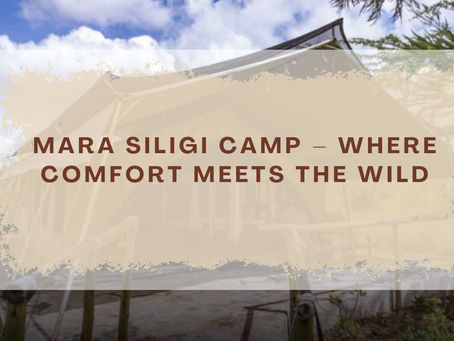 Best Budget Camp Near Talek for True Safari Lovers