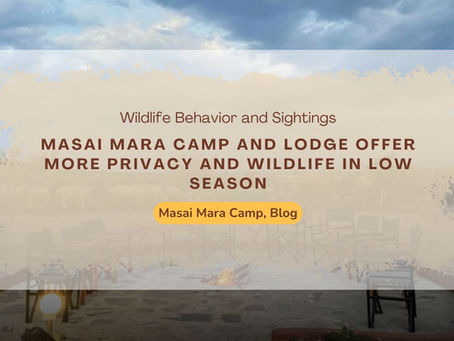 Wildlife Moves Differently in Low Season—and You Benefit