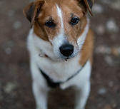 IndiLittleLondon-7.jpg