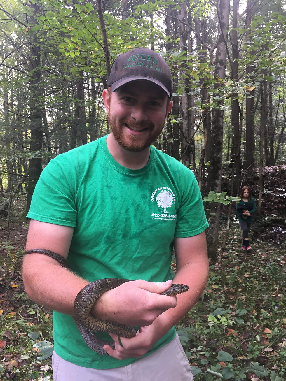 Northern Water Snake