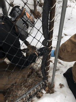 Yearling fawn before release