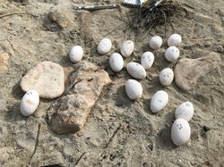 Excavated SIRI Clutch