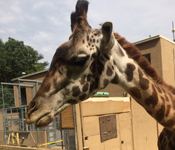 Masai Giraffe—Kesi