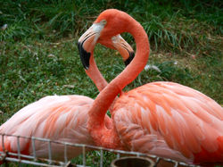 Brandy & Martini—American Flamingos