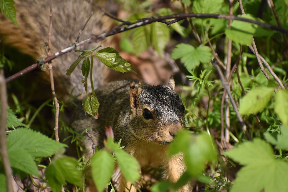Fox Squirrel