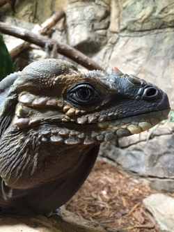 Rhinoceros Iguana—Scar