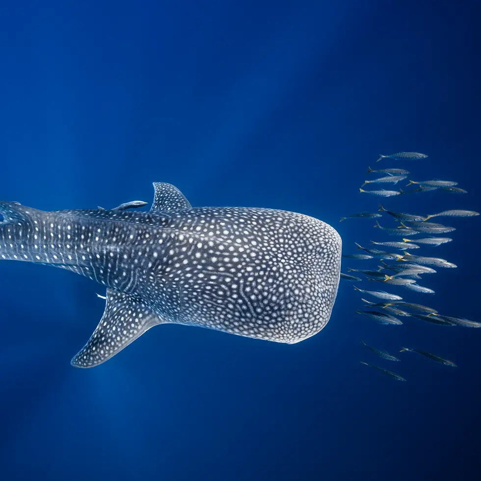 nadar_con_tiburon_ballena.webp