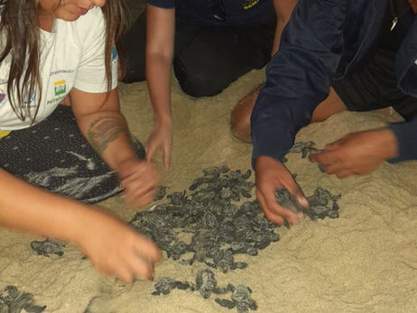 Praia de Paúba registra novo ninho com 88 filhotes de tartaruga-cabeçuda