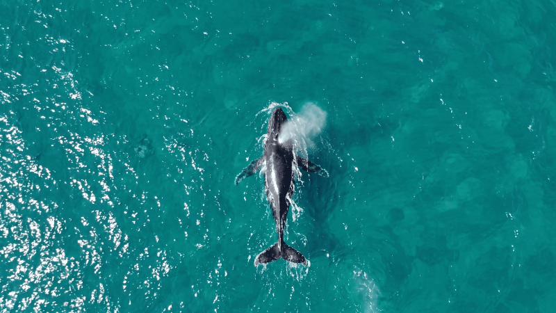 Avistamentos de jubartes marcam início da temporada e destacam presença em Ilhabela