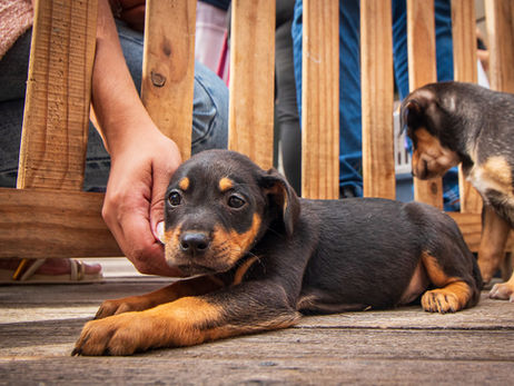 Caraguatatuba realiza “Arraiá da Adoção” de cães e gatos neste sábado