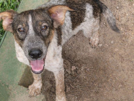 Canil municipal de Ubatuba mantém cães e gatos disponíveis para adoção responsável