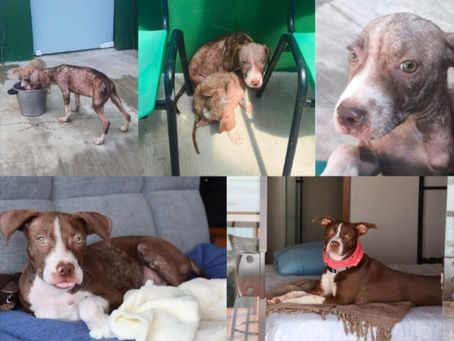 CRA de Ilhabela ultrapassa 5 mil atendimentos e reforça política de cuidado com a saúde animal