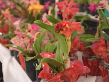 17ª Exposição de Orquídeas acontece neste final de semana em Ilhabela