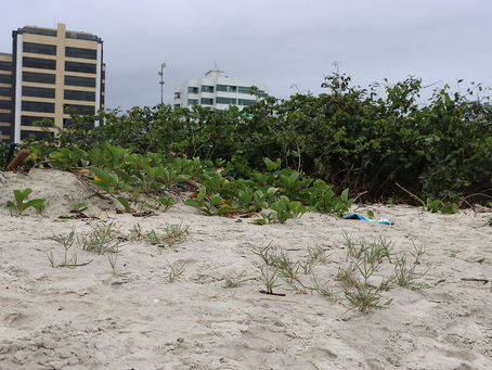 Programa de Recuperação do Jundu inicia etapa de manejo e poda do marmeleiro