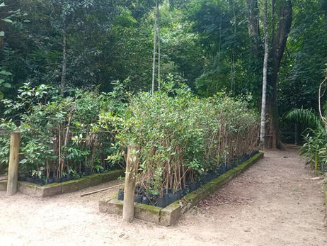 Viveiro Municipal de Caraguatatuba abre espaço para visitas e atividades de educação ambiental