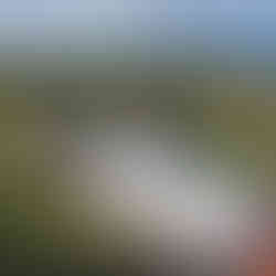 Pamela D Marshall Visiting Zora's Gravesite. A woman by a gravesite