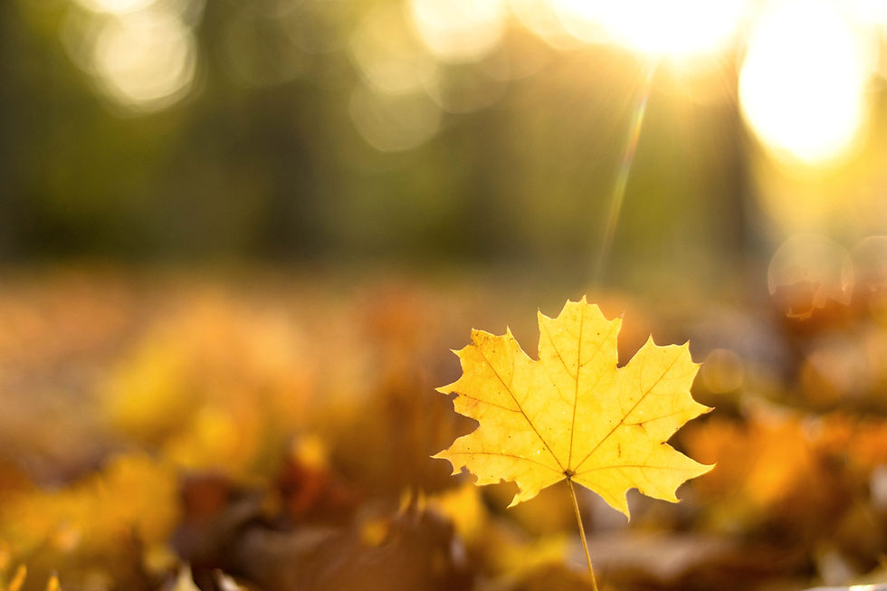 IMAGE: Adobestock