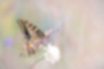 What kind of butterflies do we want for the year ahead?
