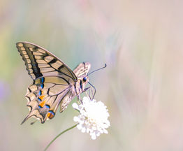 With Our World in Metamorphosis, Those End-Of-Summer Butterflies Remain the Same