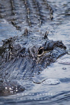 Wild alligator in the Everglades, Florida