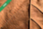 Close-up of a leaf’s texture