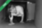A little girl standing in a cardboard box