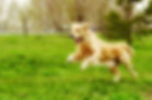 golden-retriever-running.jpeg