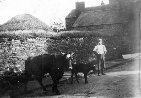 Hunter Bishop and cattle on Lime Avenue